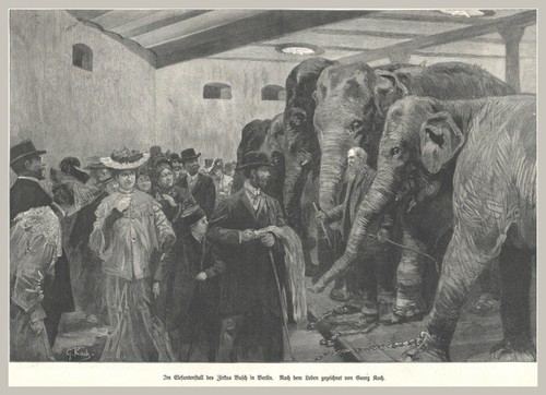 Elefantenstall des zirkus - des,